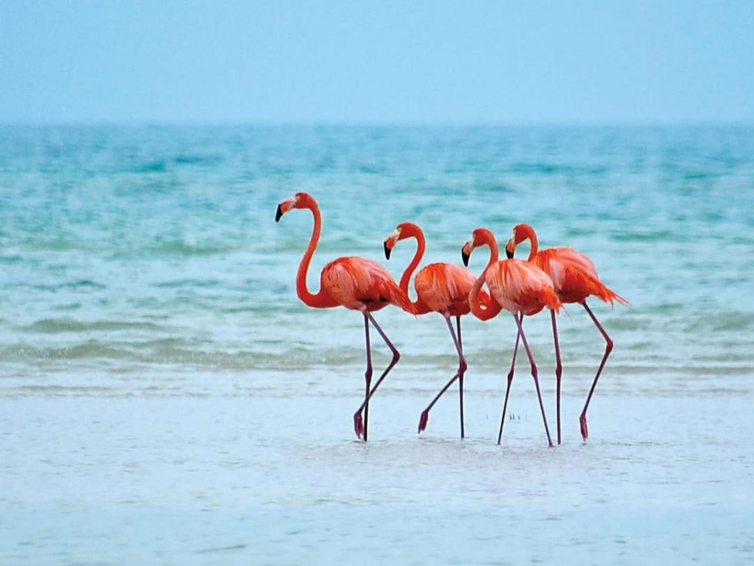 Mi Habitat Holbox-Maravilla Natural المظهر الخارجي الصورة